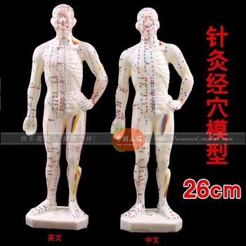 Модел на акупунктурни точки на човешкото тяло (мъжки модел) 26 см Модел с английски код