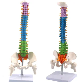 45 см.) на Човешкия гръбначен Стълб и с Модел Анатомия на Таза, богати Ресурси за Обучение по Медицински Науки, Директна Доставка